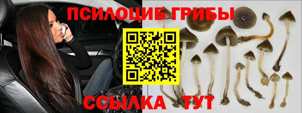 Псилоцибиновые грибы GOLDEN TEACHER Гусь-Хрустальный